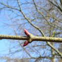 Cercidiphyllum japonicum bourgeon